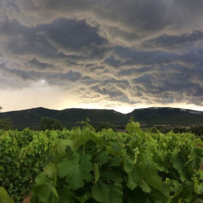 Caveau Dégustation les vignerons des Gorges de l'Ardèche