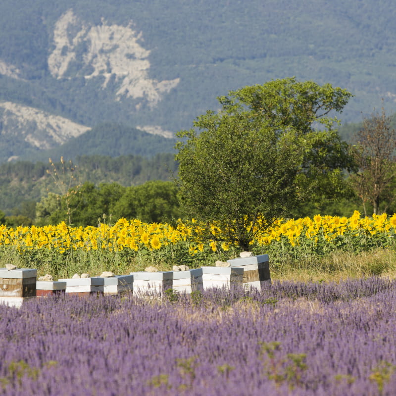 Diois nature et bien-être - ruches et lavande