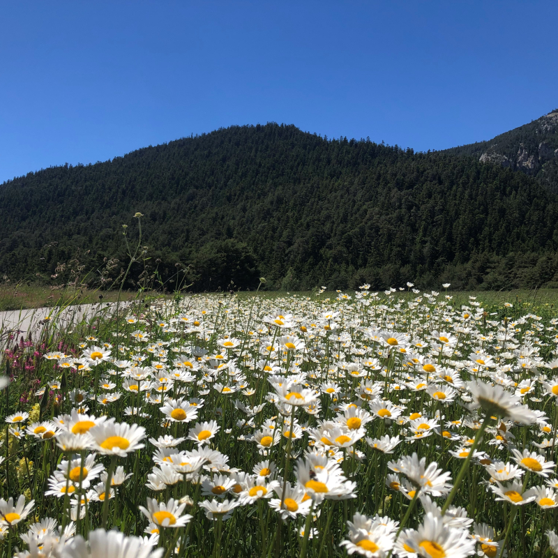 Daisy field in Haute Maurienne Vanoise
