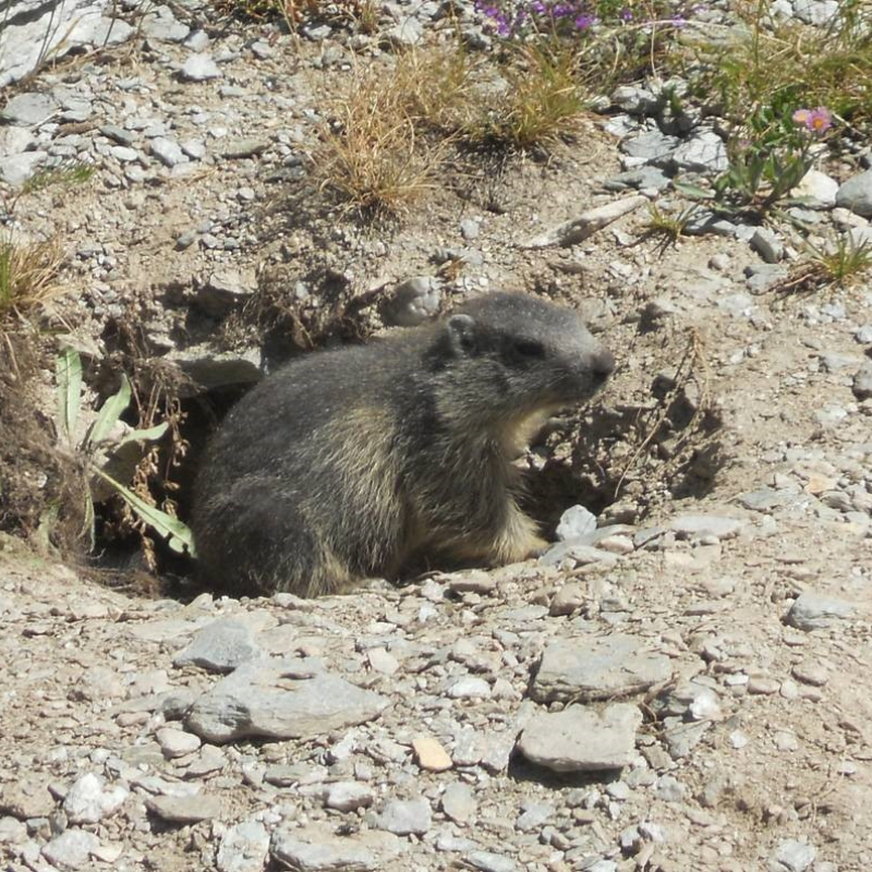Sortie faune - Rencontre avec les marmottes