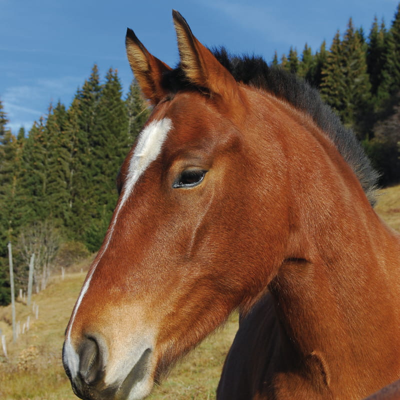 Stage de cheval et de poneys