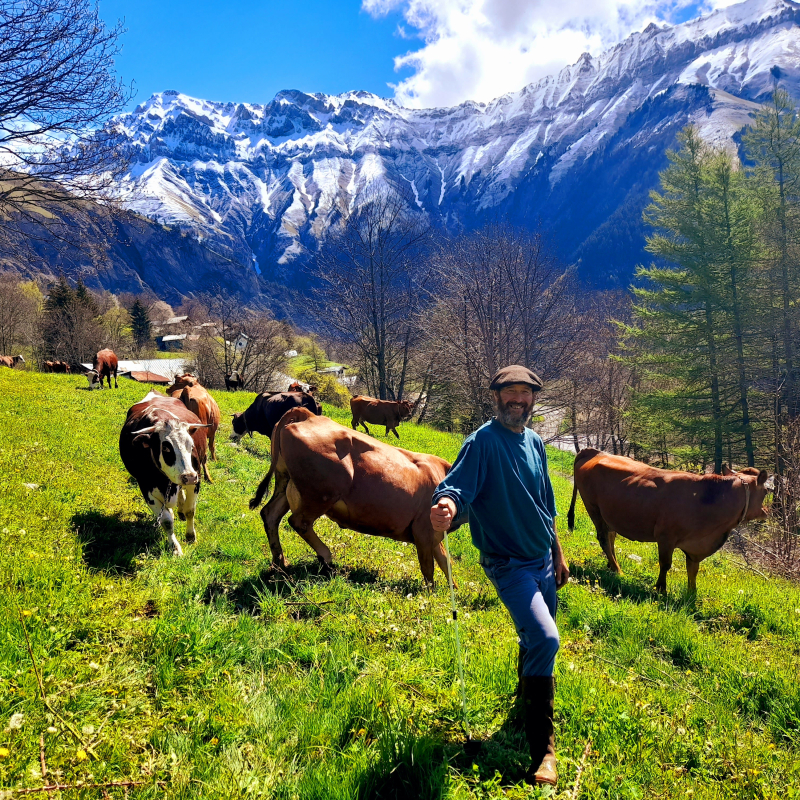 Discover a Beaufort mountain pasture and raclette cheese