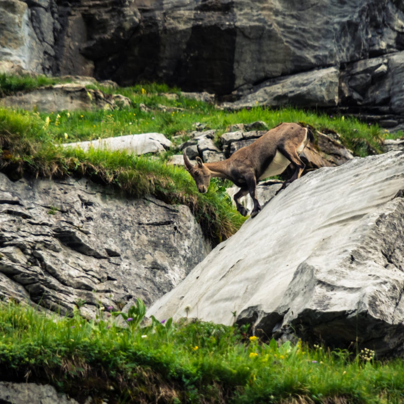 Observation de la faune