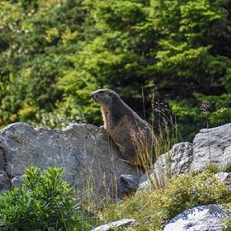 Meeting the marmots