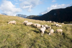 Les moutons au Col du Corbier