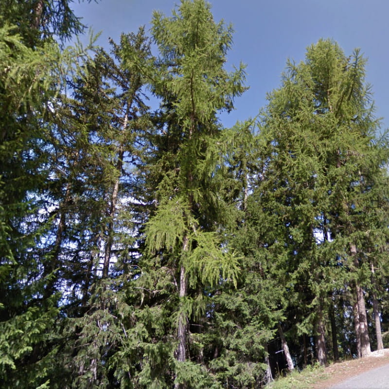 Arbres