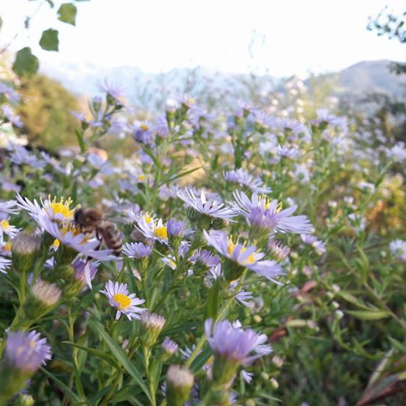 Beebenapiculture