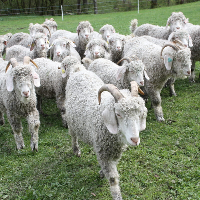 Chèvres angora