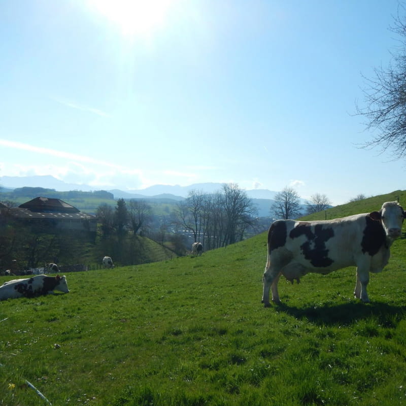 Nos vaches dans leur champ