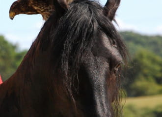 Domaine de l'Hippogriffe