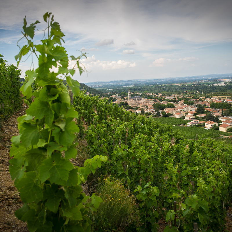 Domaine Dumien - Serrette