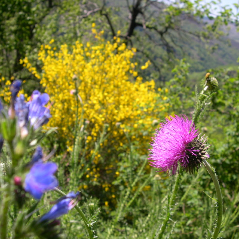 Jardin botanique de la Grangeasse