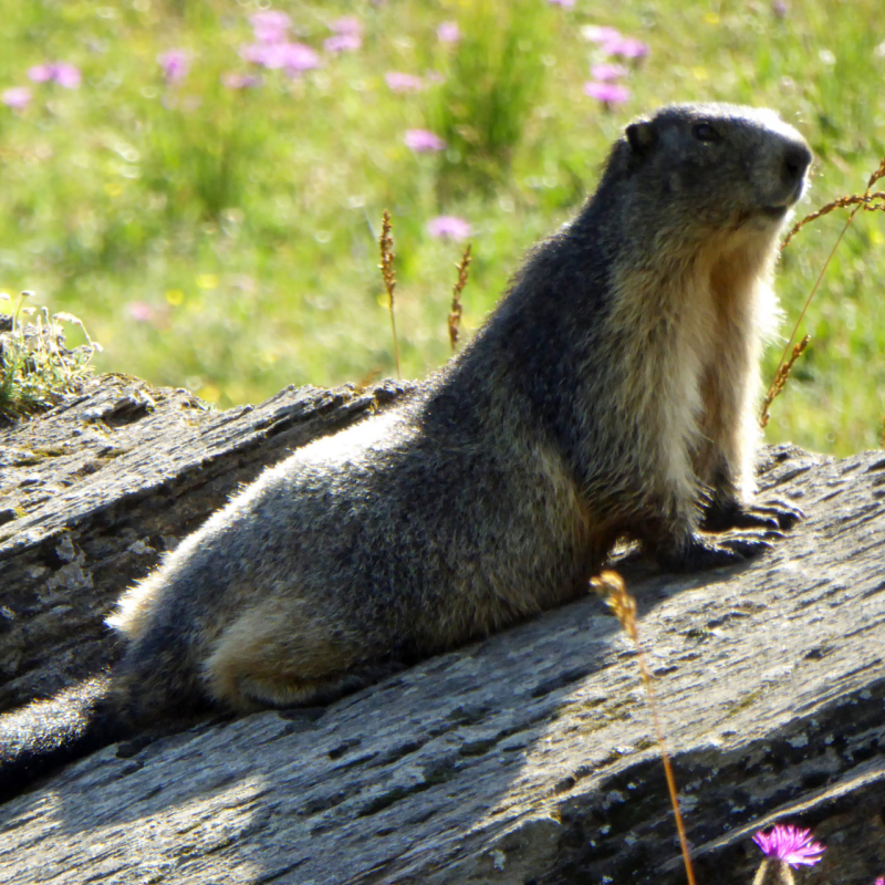 Marmottes randonnée familiale