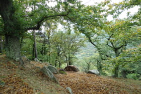 La Forêt du Puy