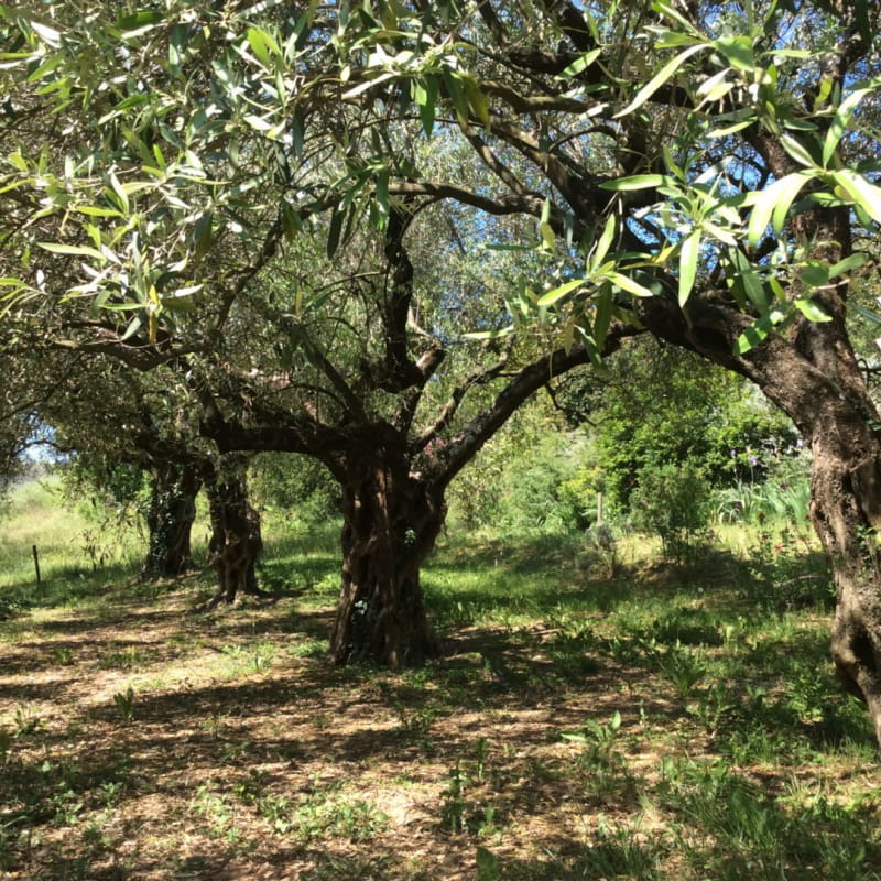 Visite de l'oliveraie et de la miellerie de la Bastide