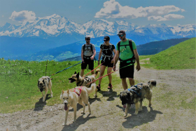 Cani rando face au Mont-Blanc