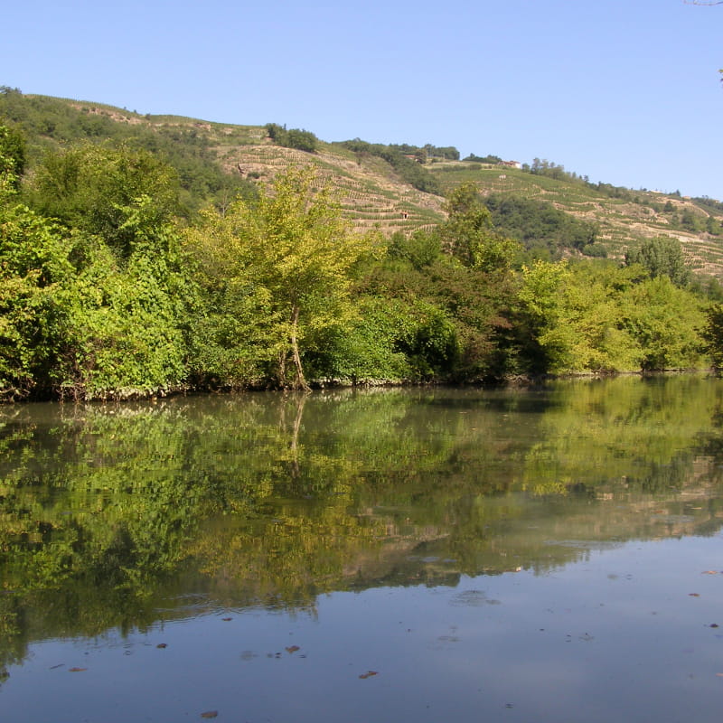 Lône fleuve du Rhône à Tupin-et-Semons