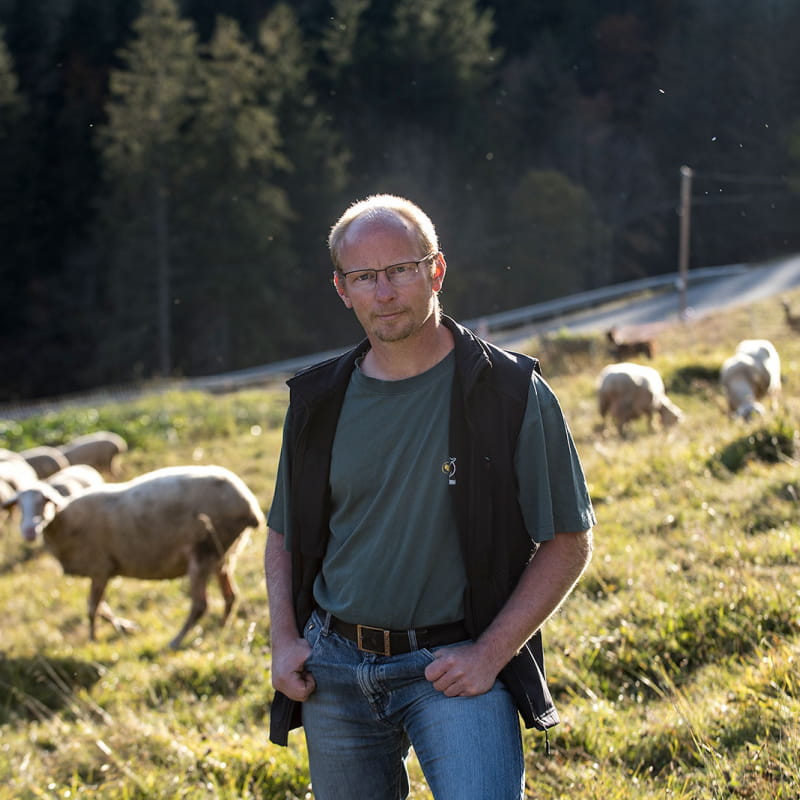 Sébastien Viitoz et ses moutons