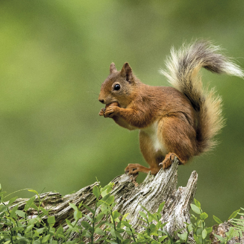 ecureuil dans la forêt en Haute Maurienne Vanoise