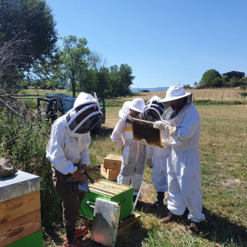 Ateliers autour de l'apiculture