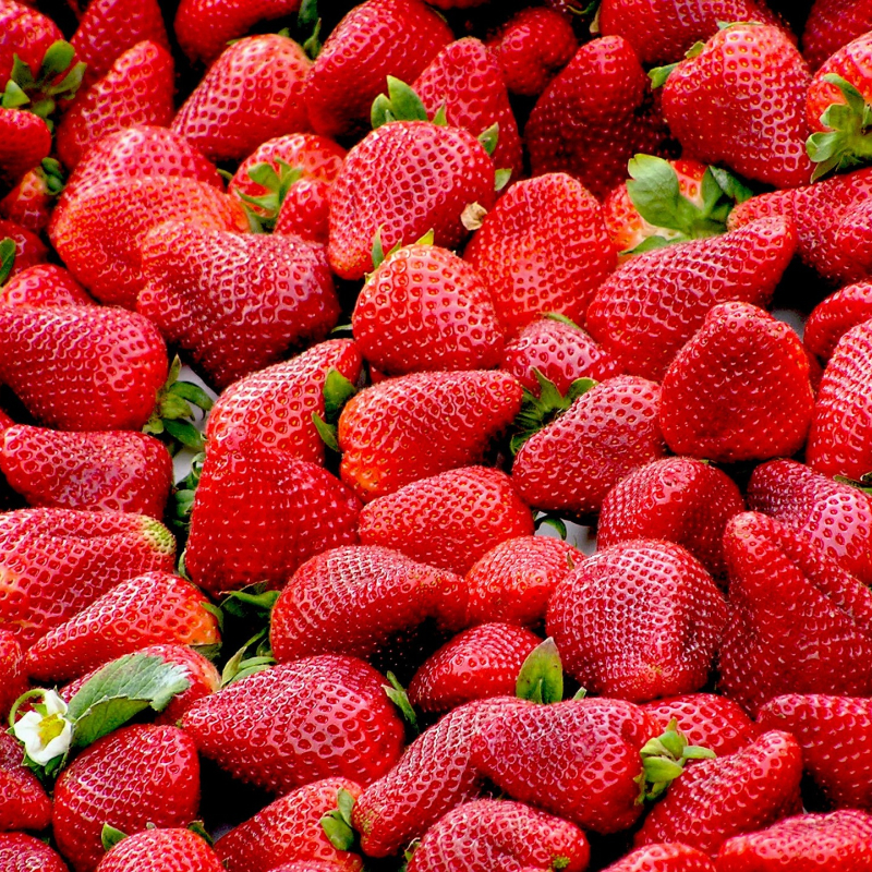 Production de fraises à Flaxieu