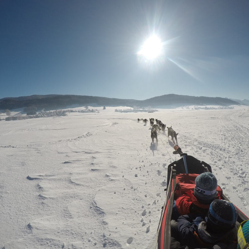 Alpen Team, dog sledding school