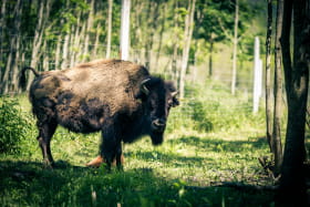 La Ferme des Bisons de l'Oisans - Éleveur de bisons et agneaux - Ferme découverte