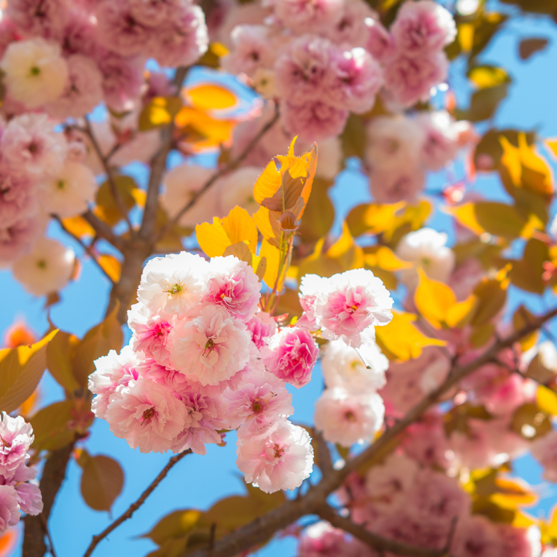 llection Nationale de cerisiers à fleurs d'Asie