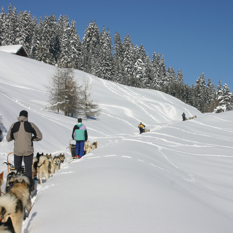 Dog sledding : expedition over several days