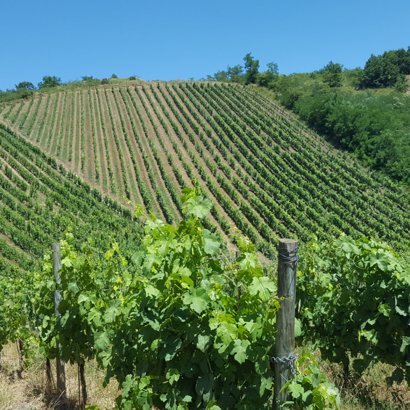 Les vins de la Madone - Gilles Bonnefoy