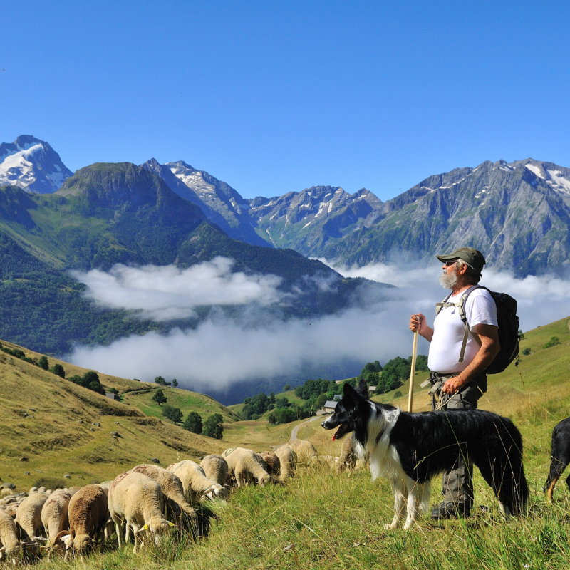 Alpine pasture outing - Meet the shepherd - Auris-en-Oisans