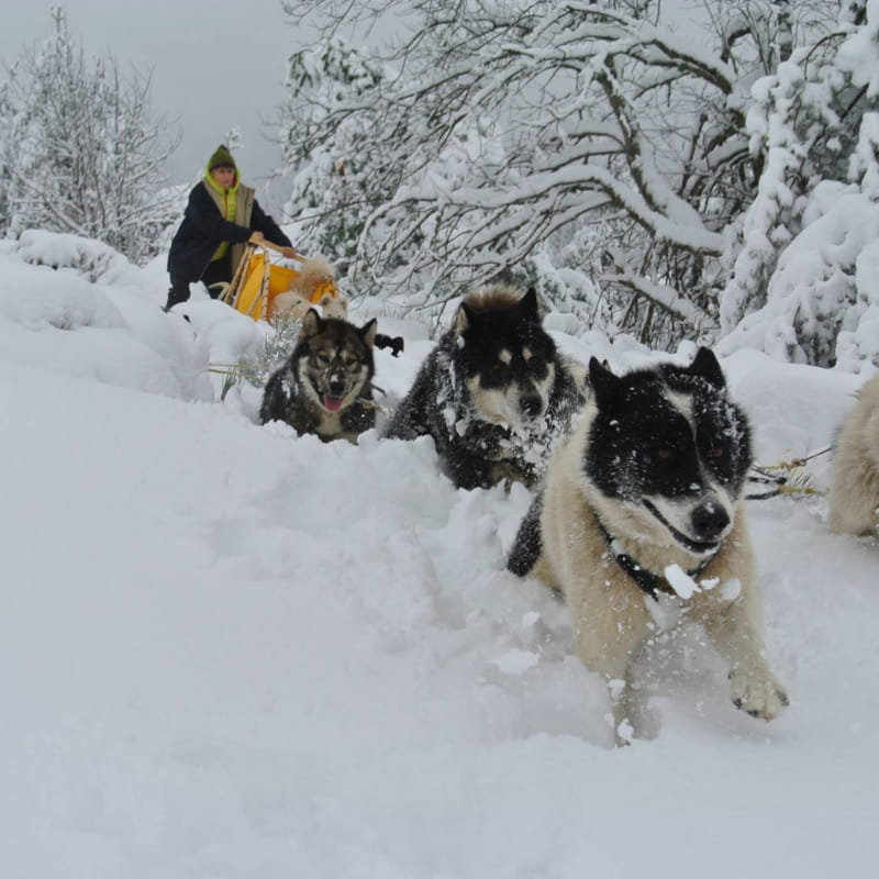 Randonnée en chiens de traineaux _ La Vallée d'Amarok