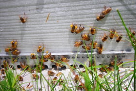 abeilles devant ruche avec polen