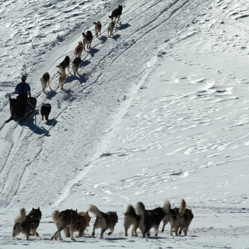 Dog sled baptism