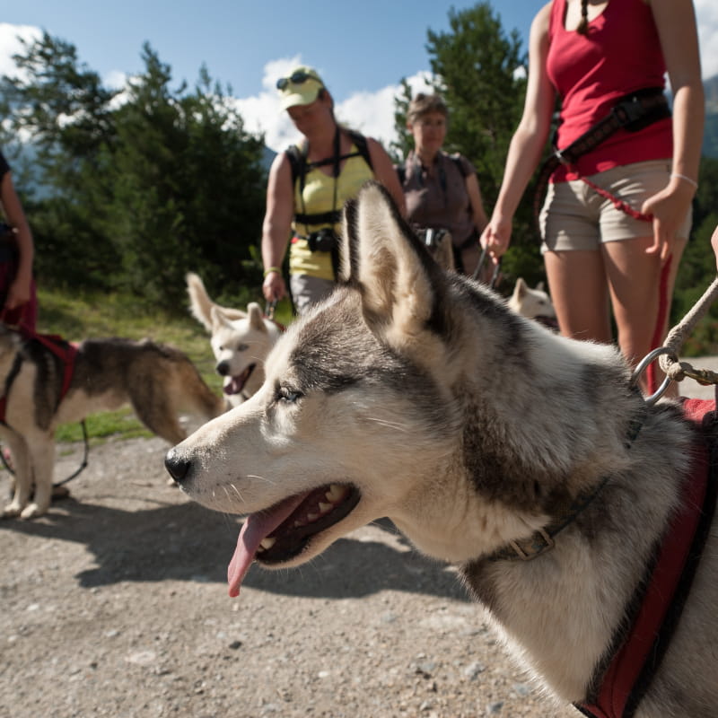 Cani rando en Haute Maurienne Vanoise